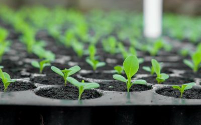 La face cachée du bio : ce que les labels ne vous disent pas