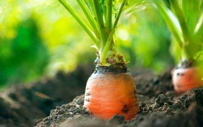 La face cachée de l’alimentation bio : Ce que vous devez vraiment savoir