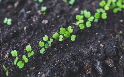La Révolution Bio : Quand les Micro-organismes Domestiquent Notre Avenir