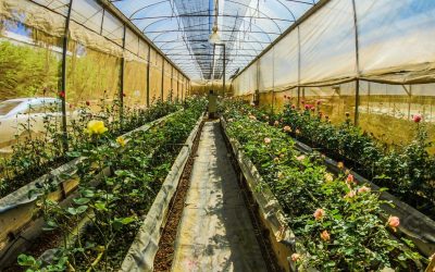 La face cachée de l&rsquo;industrie biologique : mensonges et vérités