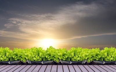 Les Innovations Biohacking Transformant Notre Quotidien