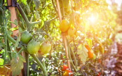 Bio : Quand les Super-Héros des Temps Modernes S’invitent dans nos Assiettes