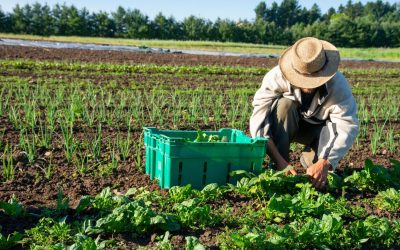 Les faux amis de notre assiette bio : quand sain rime avec danger