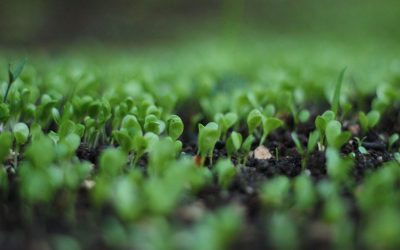 Les secrets de longévité: ces plantes qui vivent des millénaires